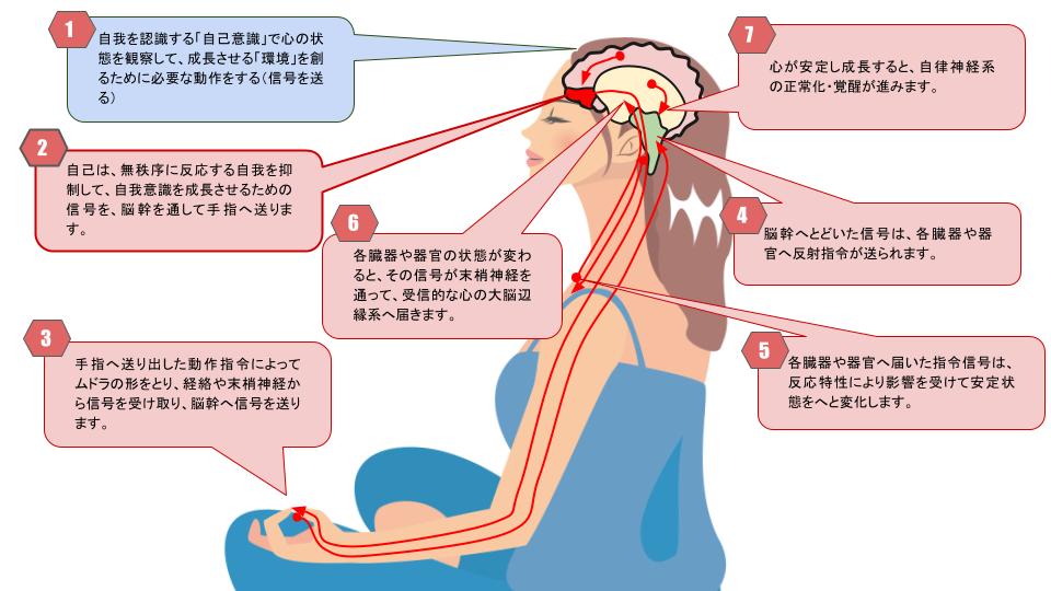 ムドラ瞑想のしくみイラスト.jpg